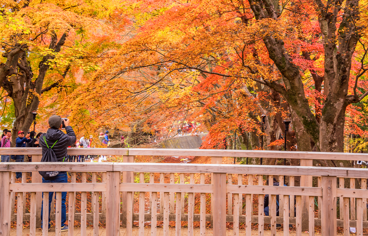 網紅打卡勝地-新倉山淺間公園&日川時計店&忍野八海&河口湖大石公園&河口湖楓葉迴廊