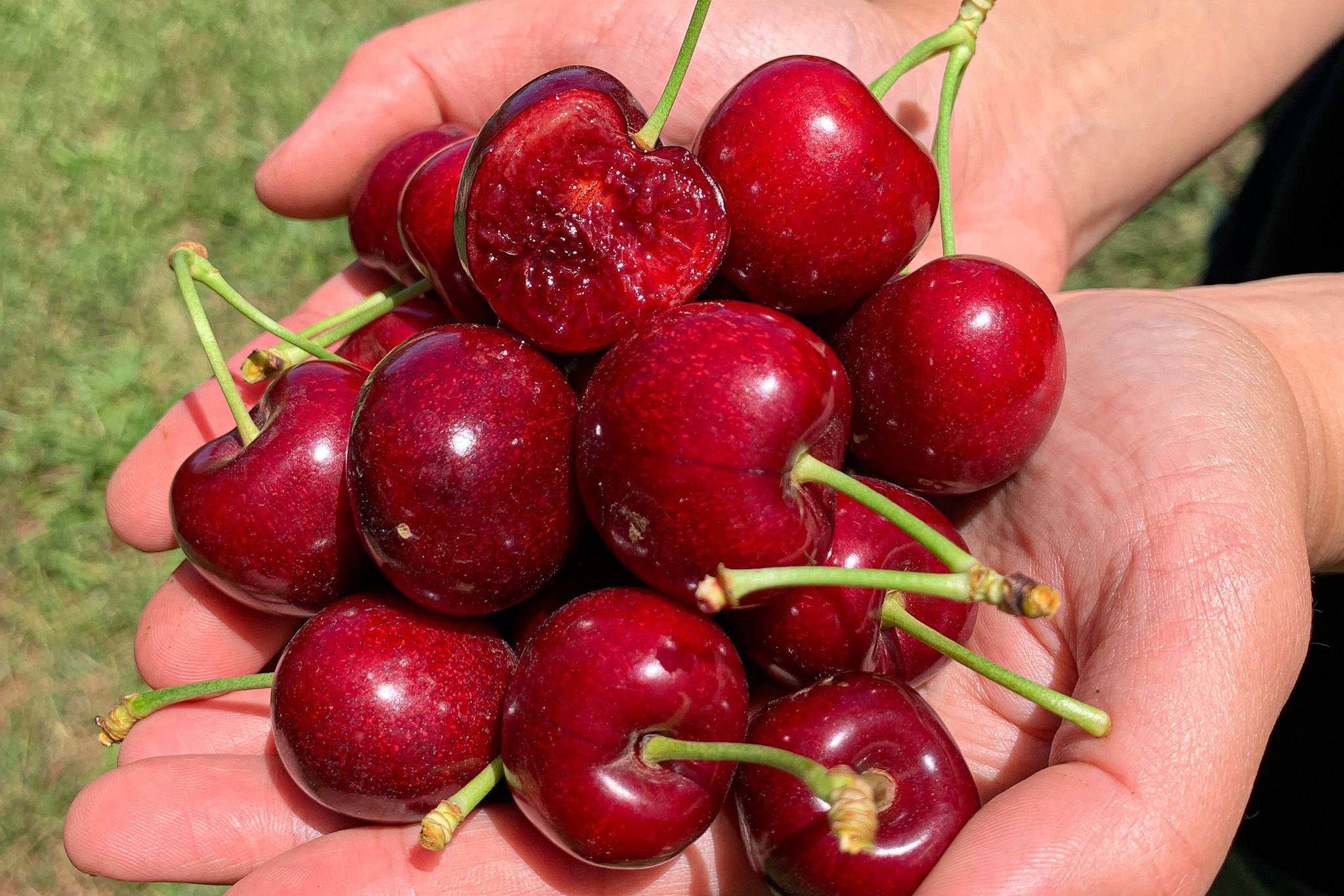 Cherry-Picking Coldstream