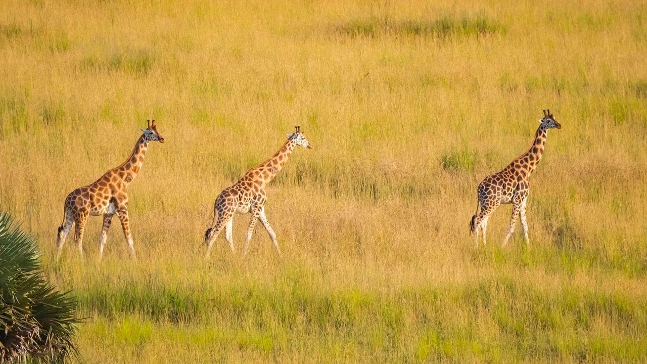 4日野生動物逃脫之旅：桑布魯 & 阿伯達爾野生動物園探險