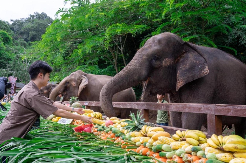 嚮往的生活西雙版納5天4晚私家團（熱帶雨林+野生動物+古樸傣寨+網紅旅拍+人文體驗）