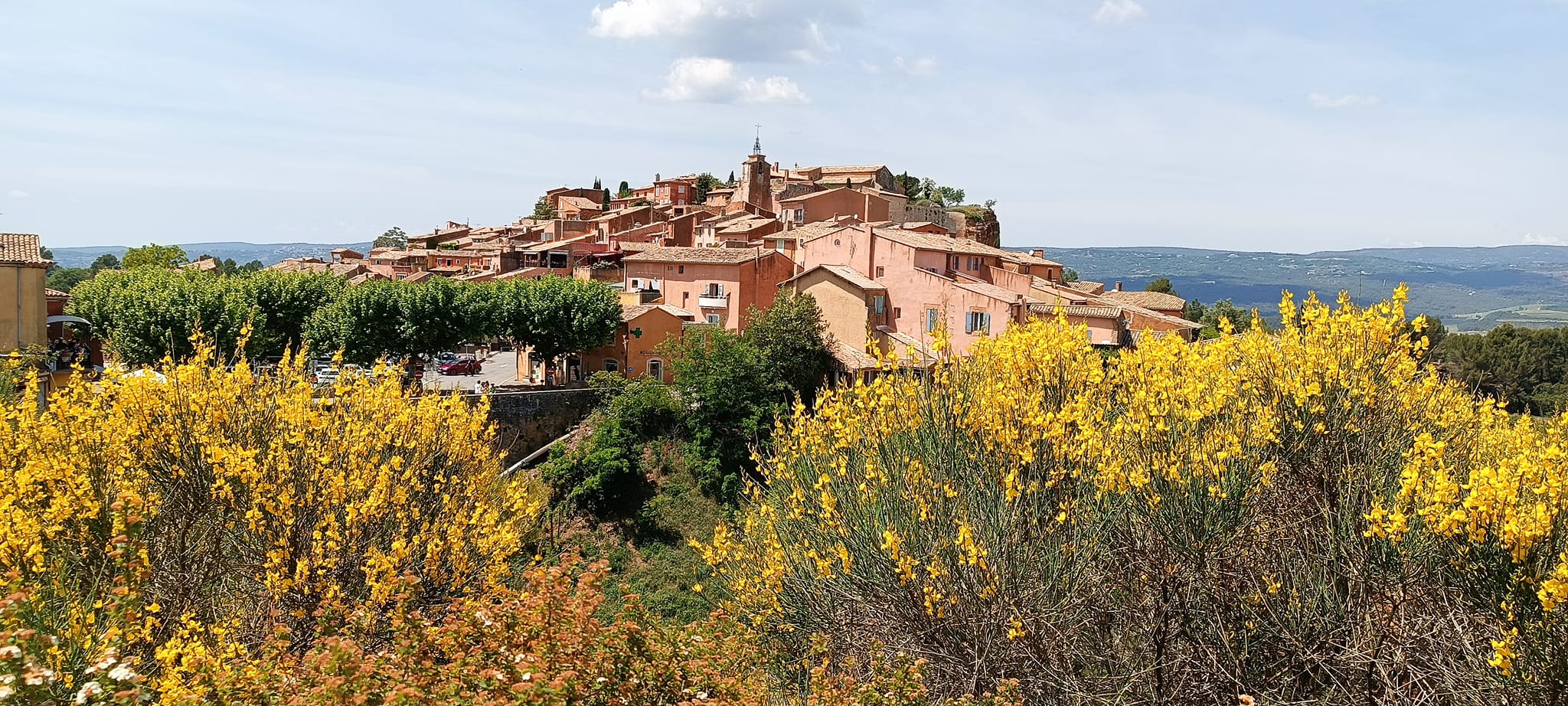 Lavender in Luberon Regional Park with a local expert