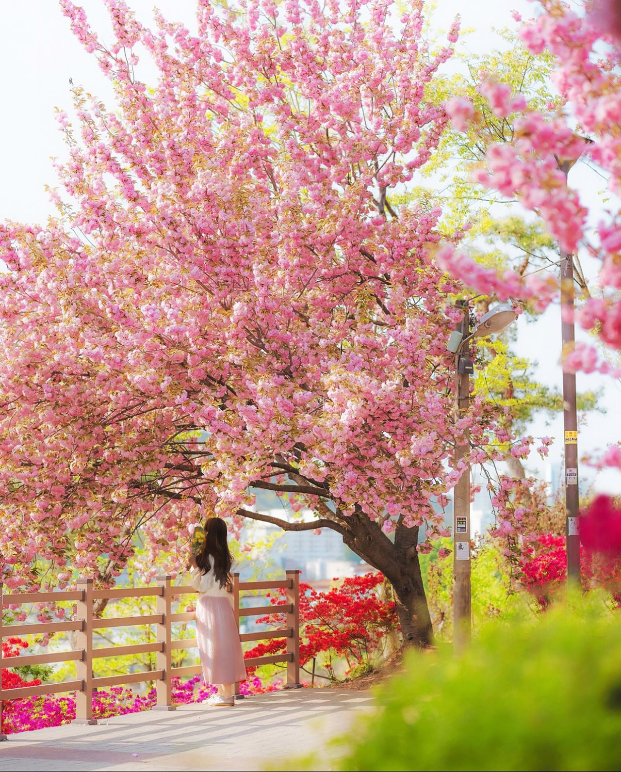 🩷 我們去完山公園看櫻花吧! 🩷 我們去完山公園看櫻花吧!