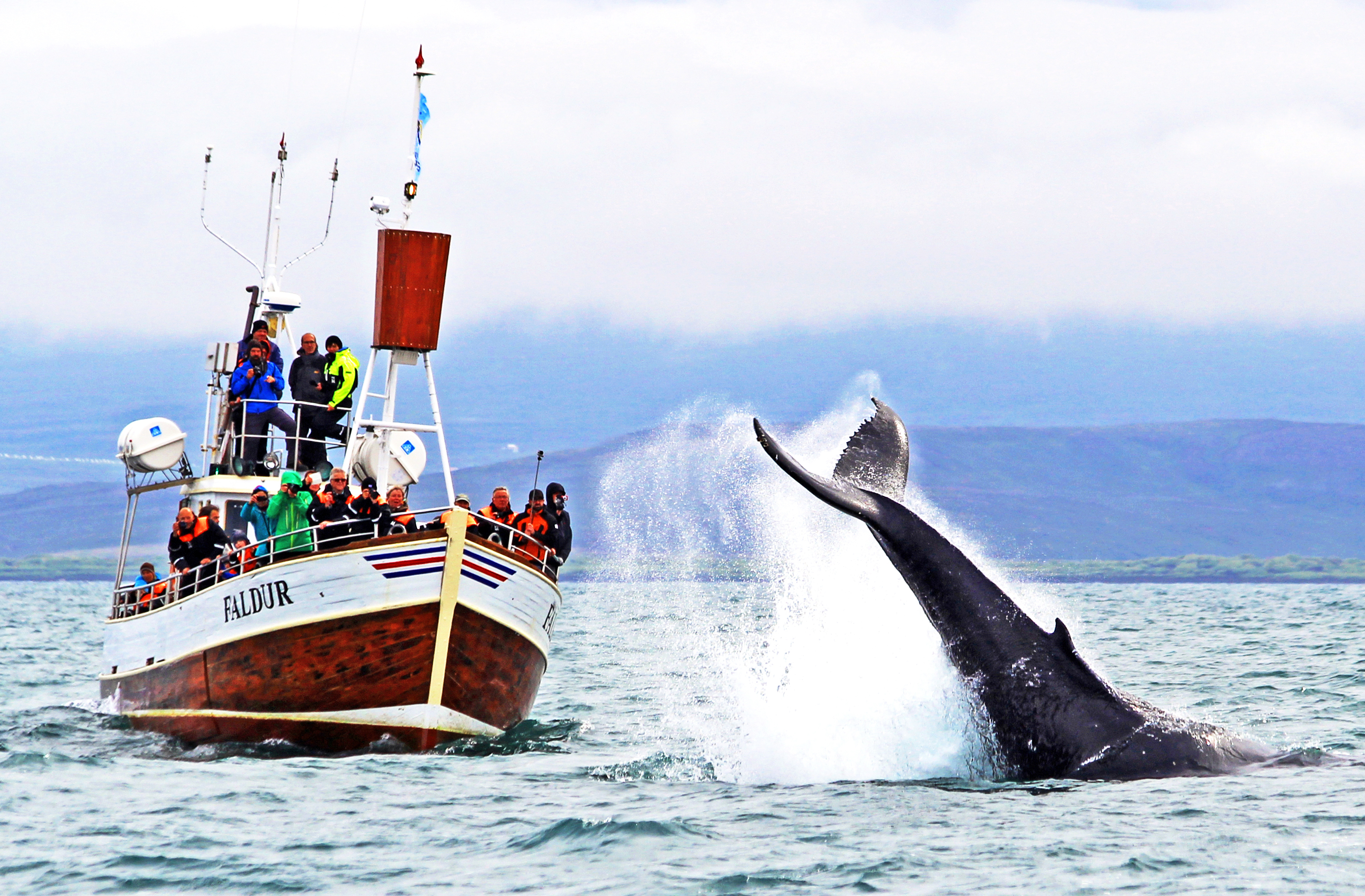 Whale Watching Experience from Husavik