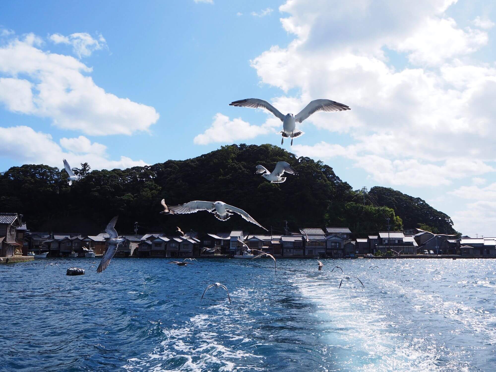乘船穿梭 “日本威尼斯” 舟屋群,近距離互動喂海鷗,賞海灣風光 乘船穿梭 “日本威尼斯” 舟屋群,近距離互動喂海鷗,賞海灣風光