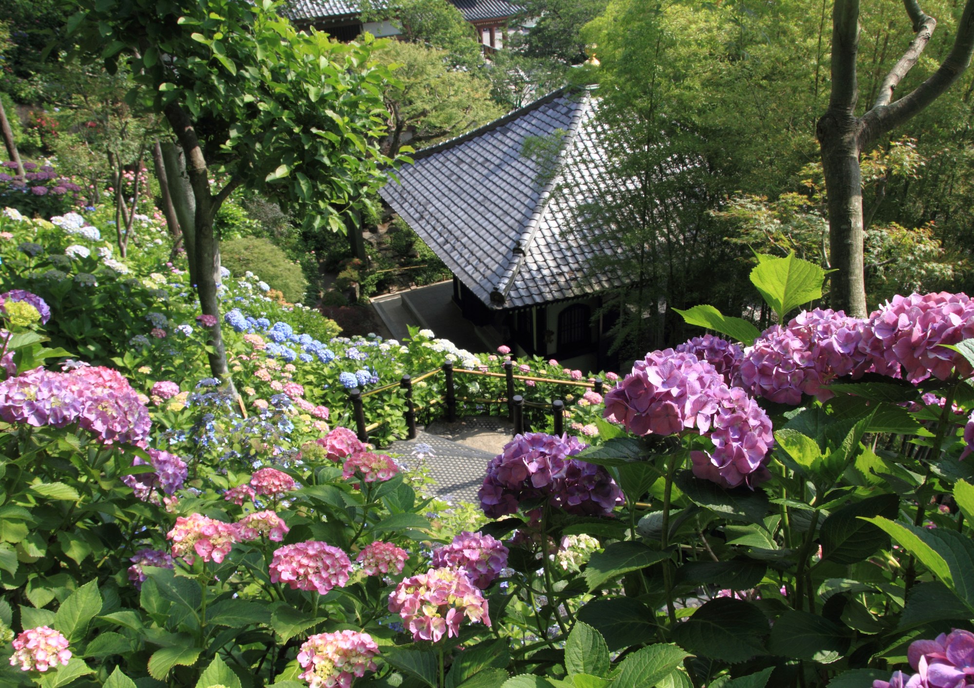 繡球花節 & 太宰府天滿宮遊覽 + 御朱印收集