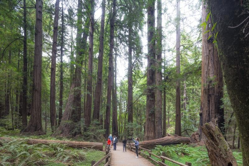 Muir Woods and Sausalito Tour with Bay Cruise from San Francisco