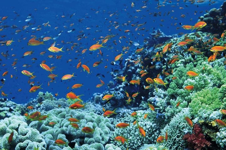 蒂朗島浮潛探險之旅 - 埃及沙姆沙伊赫