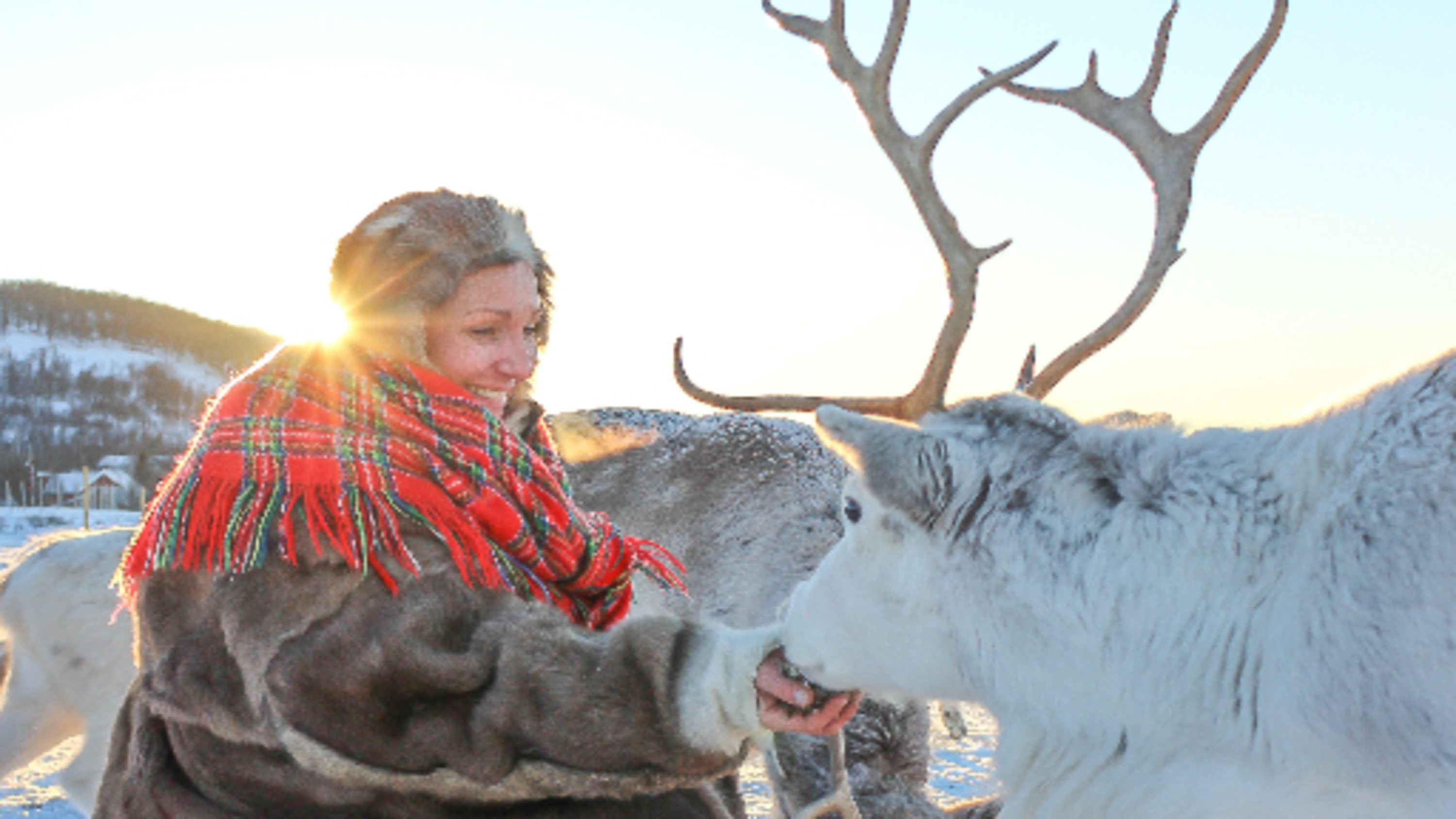 Reindeer Ranch and Sami Cultural in Tromso