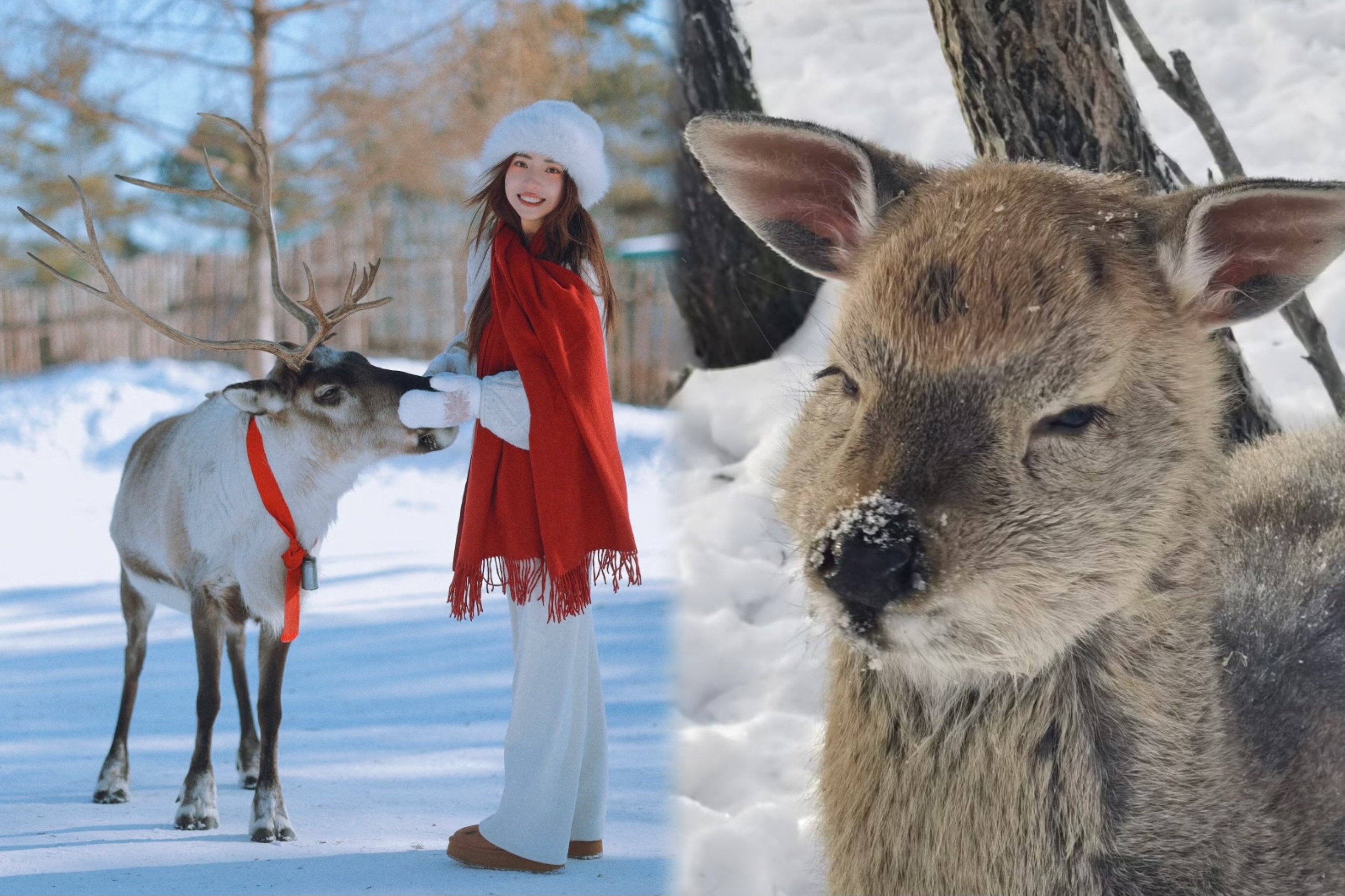 【高山動物園景點介紹】
遊高山動物園，可以觀賞到奇異的雪景、冰瀑、雪崖,可以目睹珍奇的野生動物，前往天然雪塑區、深林體驗遊覽野豬林、狍子園、鹿園、兔園、野雞園，可買動物吃的食品，親自餵養它們與動物們親密接觸併合影留念;參觀敬山神樹、雪蘑菇區;童話親子樂園裡玩雪圈、堆雪人、打雪仗，感受夢幻雪鄉。