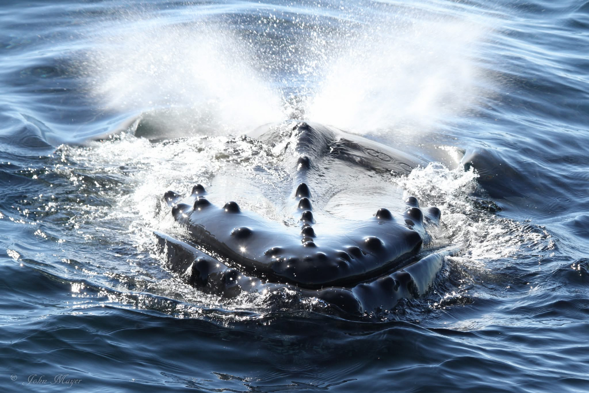 Luxury Whale & Dolphin  Watching Adventure in San Diego