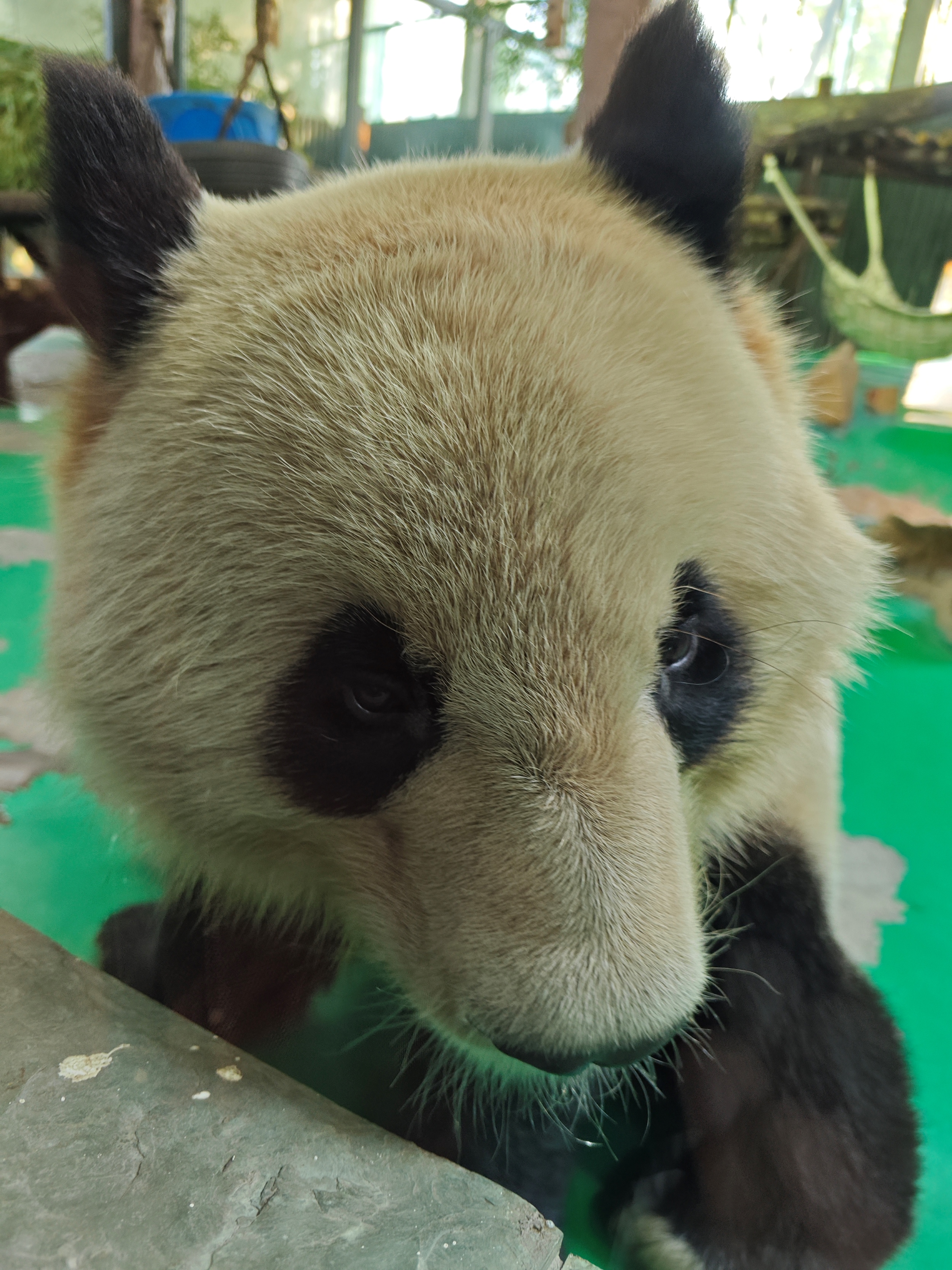 上海水鄉朱家角上海動物園大熊貓一日遊 私人導覽