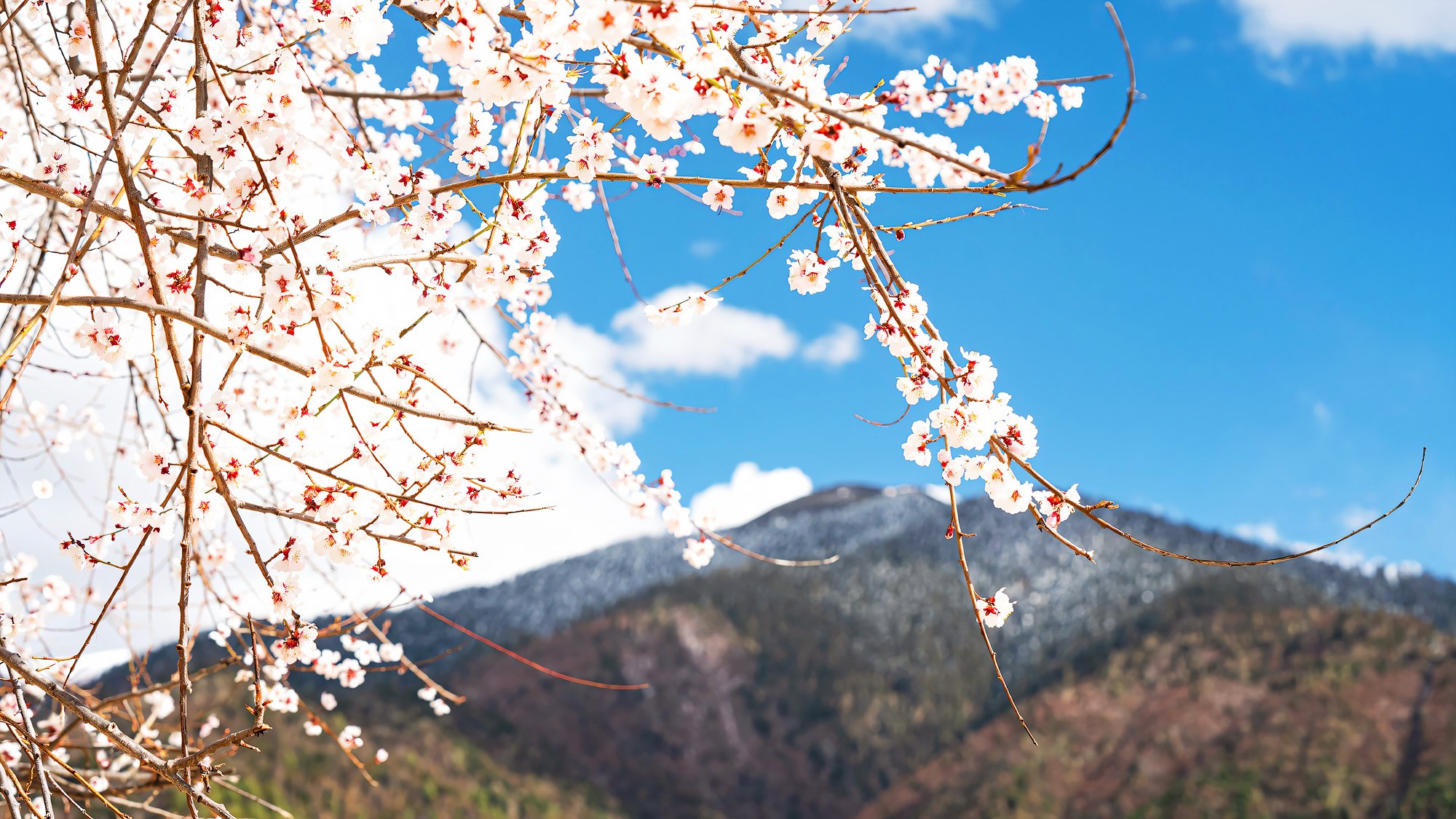🌸 見證雪嶽山在盛開的野花、清新的綠意和輕柔的山風中煥發生機——這裡是徒步旅行者和攝影師尋求大自然重生的完美去處 🌸 見證雪嶽山在盛開的野花、清新的綠意和輕柔的山風中煥發生機——這裡是徒步旅行者和攝影師尋求大自然重生的完美去處