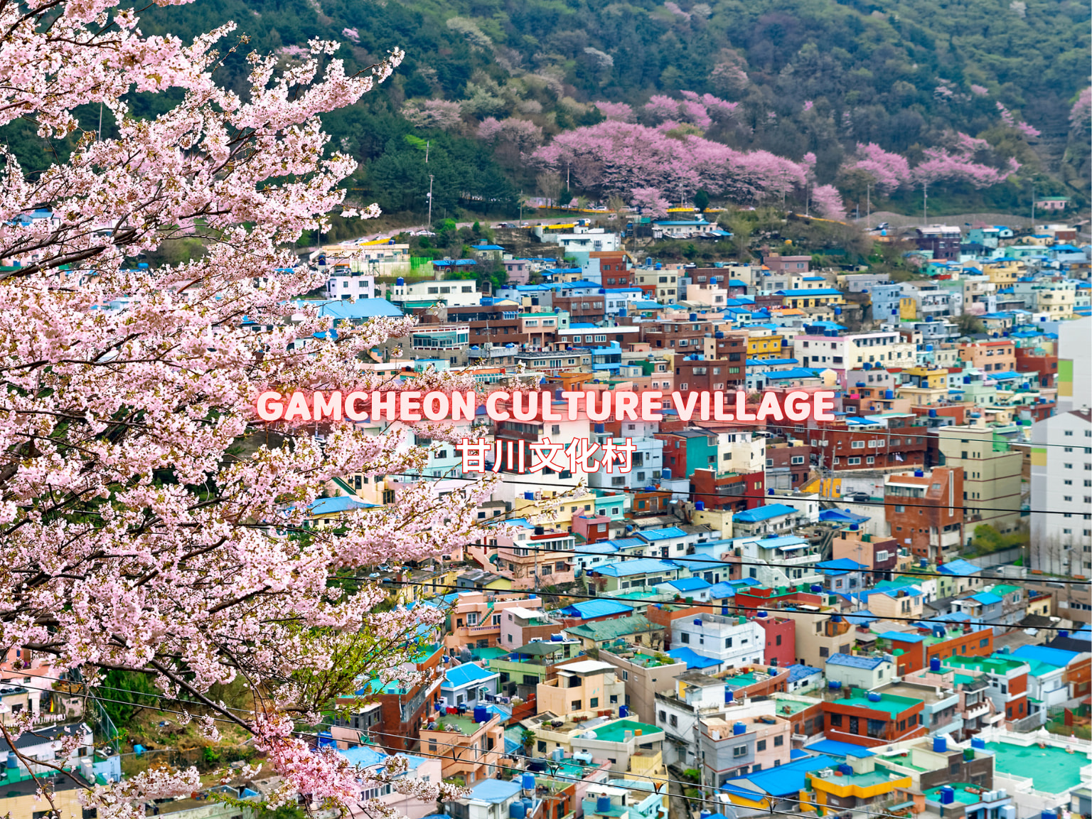 釜山賞櫻都市遊