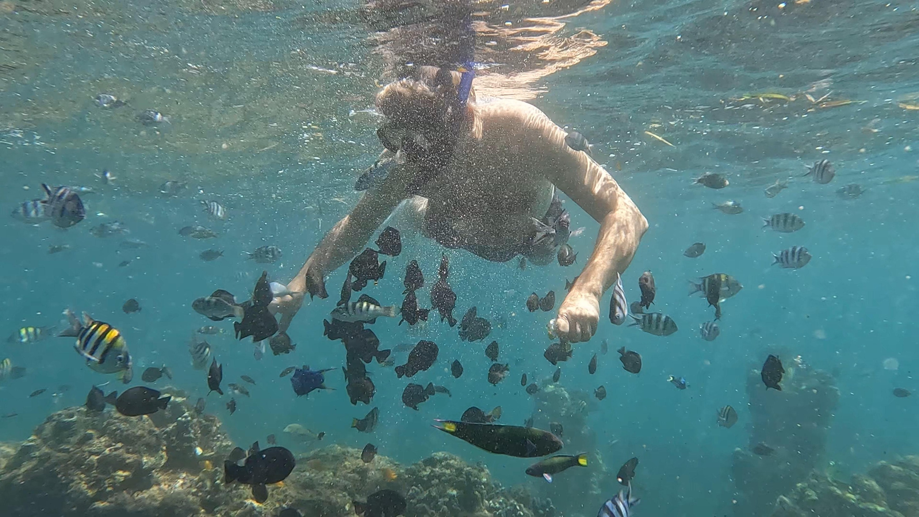 沙努爾 (Sanur) 海岸浮潛體驗