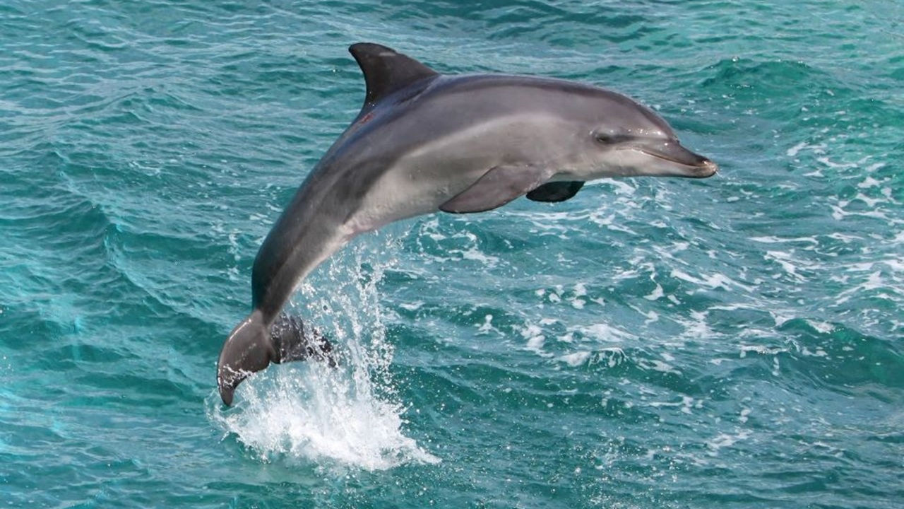 Side Dolphin Island Boat Trip Included Lunch & Soft drinks