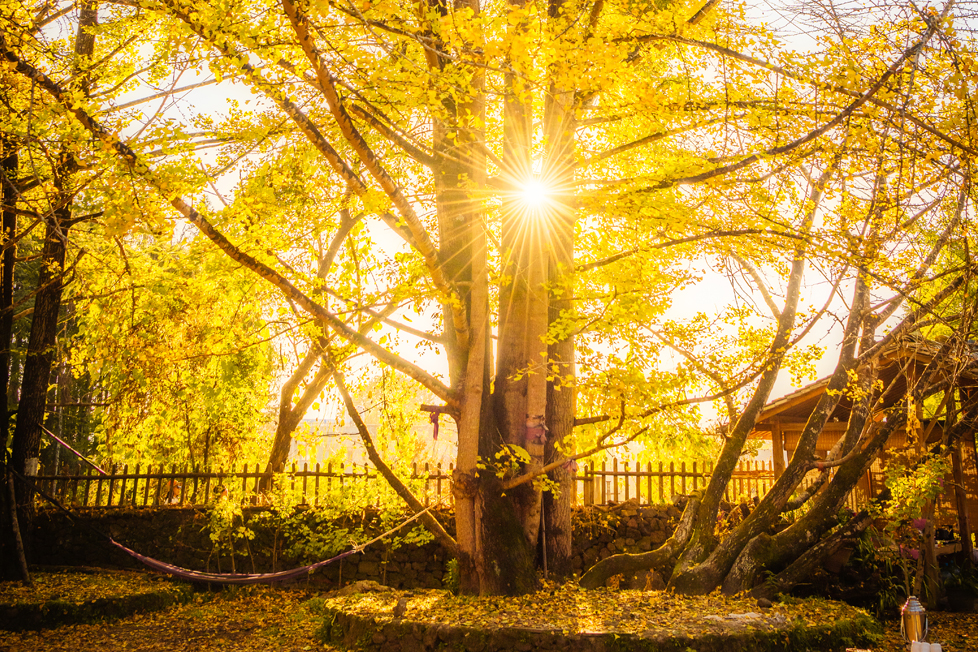 Yunnan Golden Autumn Tengchong Hot Spring Resort 6-Day Tour