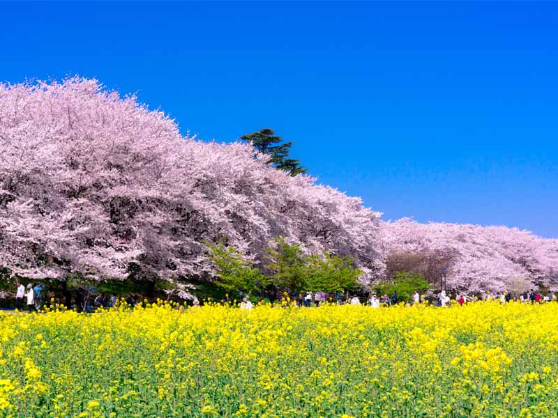 櫻花季限定｜權現堂櫻堤＆小江戶川越＆三櫻花季限定｜權現堂櫻堤＆小江戶川越＆三井Outlet一日遊｜東京出發