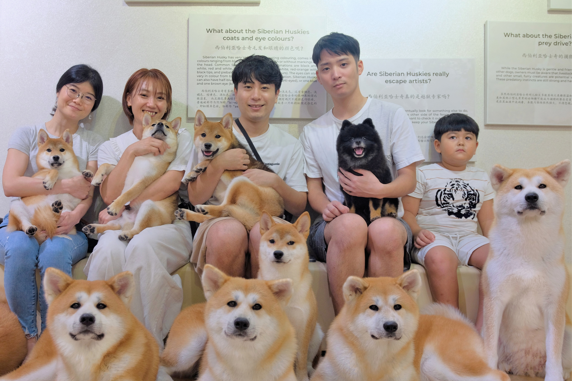馬六甲哈士奇和柴犬體驗中心 (Siberian Husky and Shiba Inu Experience Centre in Melaka)