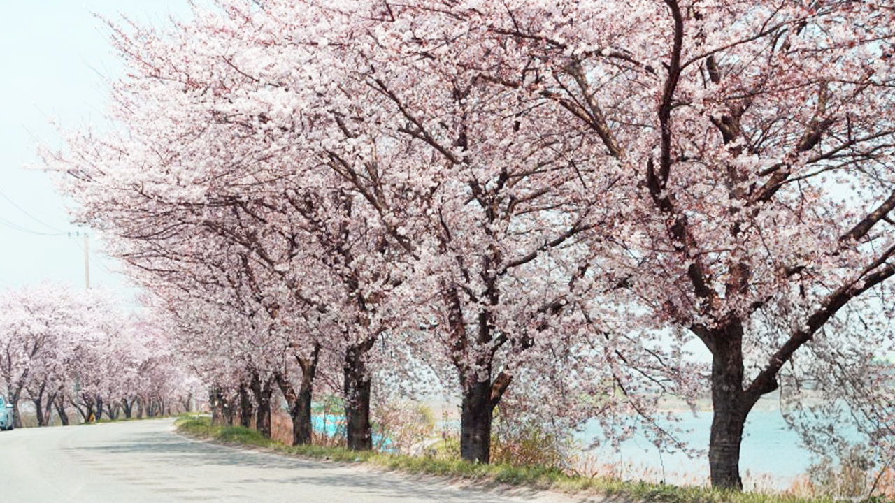 全州川櫻花路-春天時,沿著河畔小徑,兩旁櫻花爛漫,景色宜人。 全州川櫻花路-春天時,沿著河畔小徑,兩旁櫻花爛漫,景色宜人。