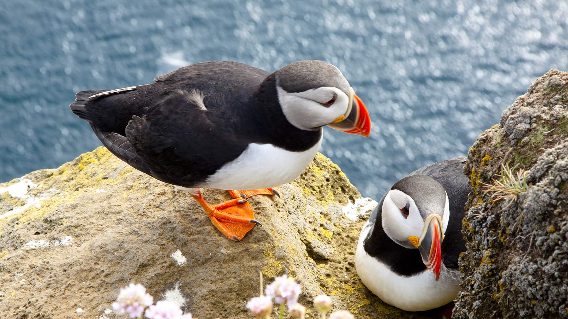 Puffins