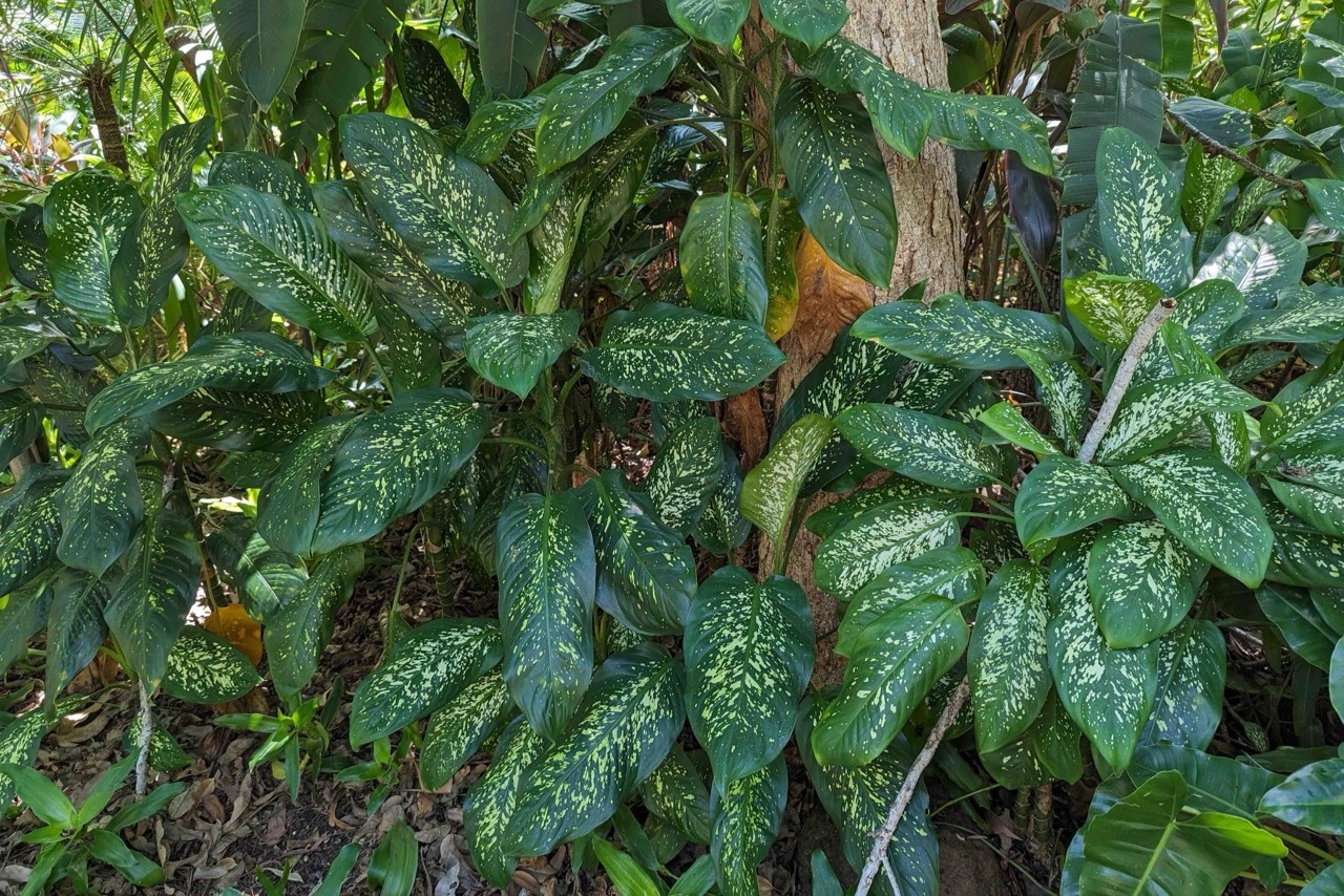 5 小時熱帶花園與觀光旅遊