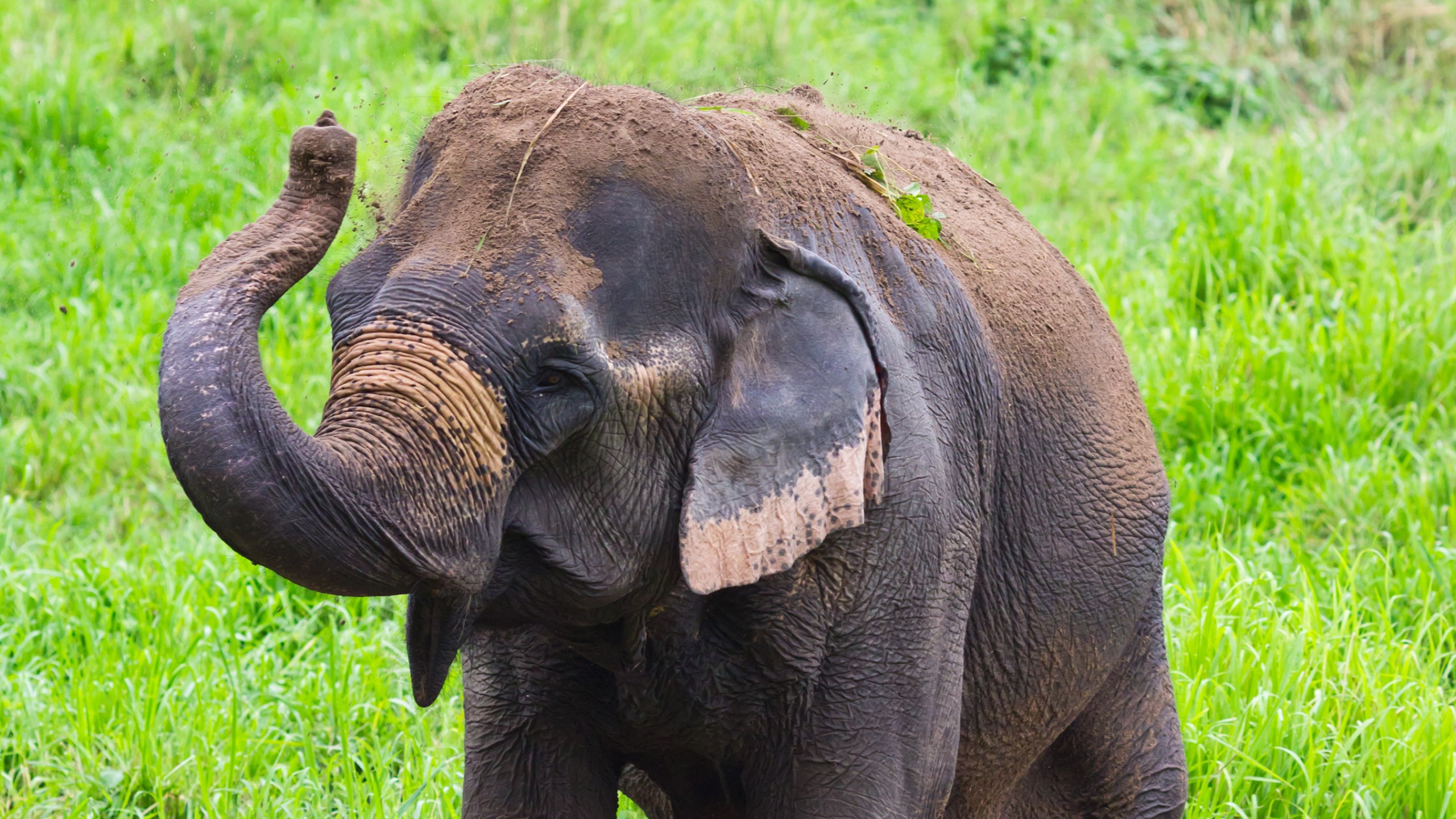 清邁Chokchai Elephant Care大象保護中心體驗