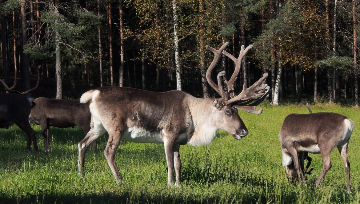 Summer Reindeer farm Visit