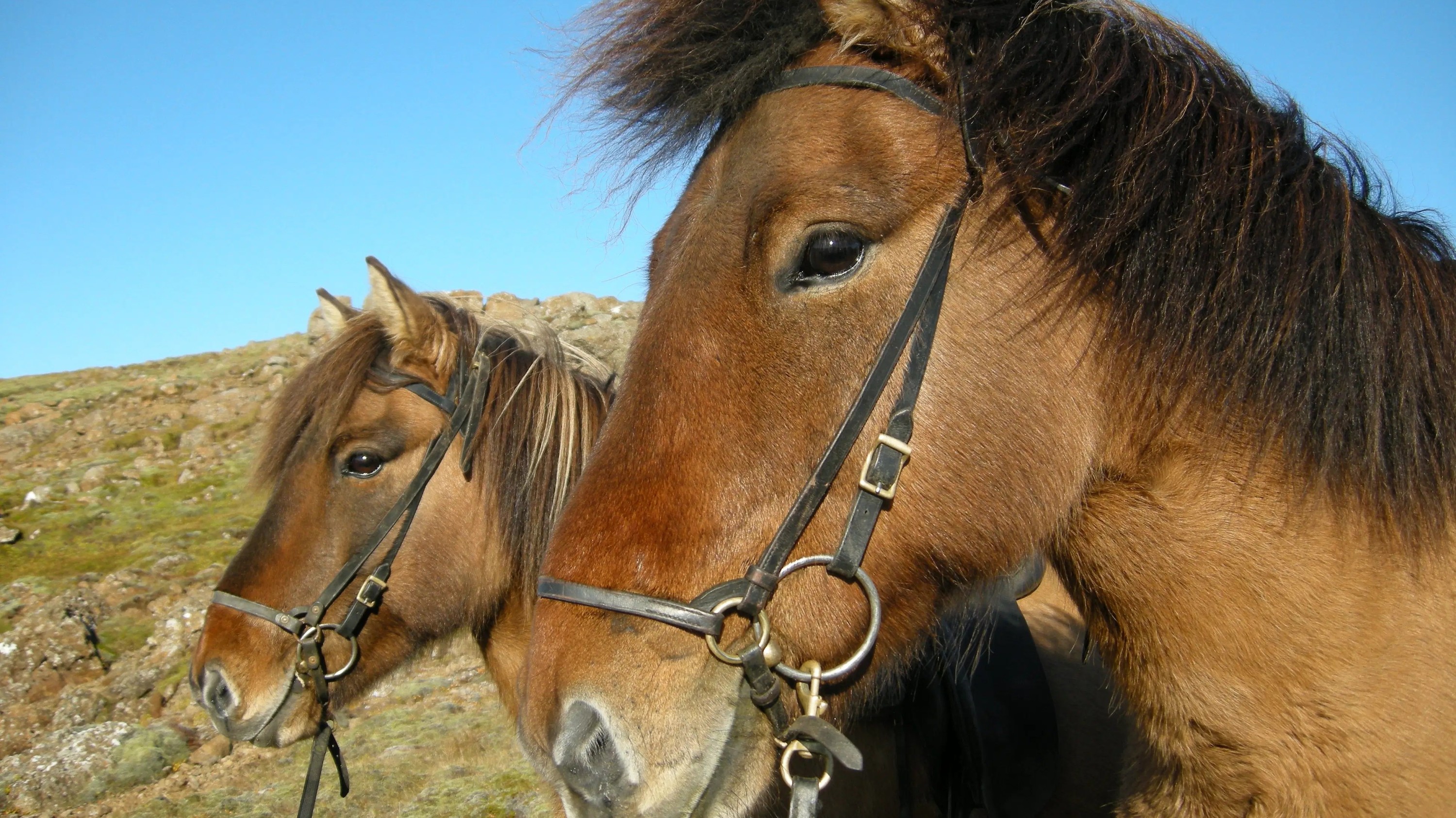 Strong, steady, and full of spirit—Icelandic horses ready for adventure under clear blue skies