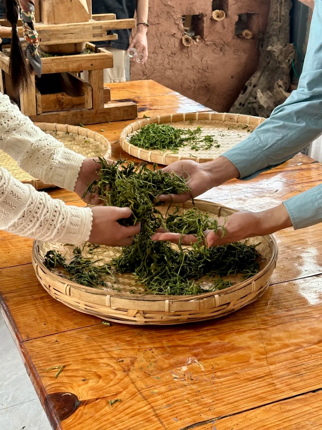 鮮葉帶回茶坊，均勻鋪在竹簸箕上，陰涼通風處攤晾，散去表面水汽，為殺青做準備