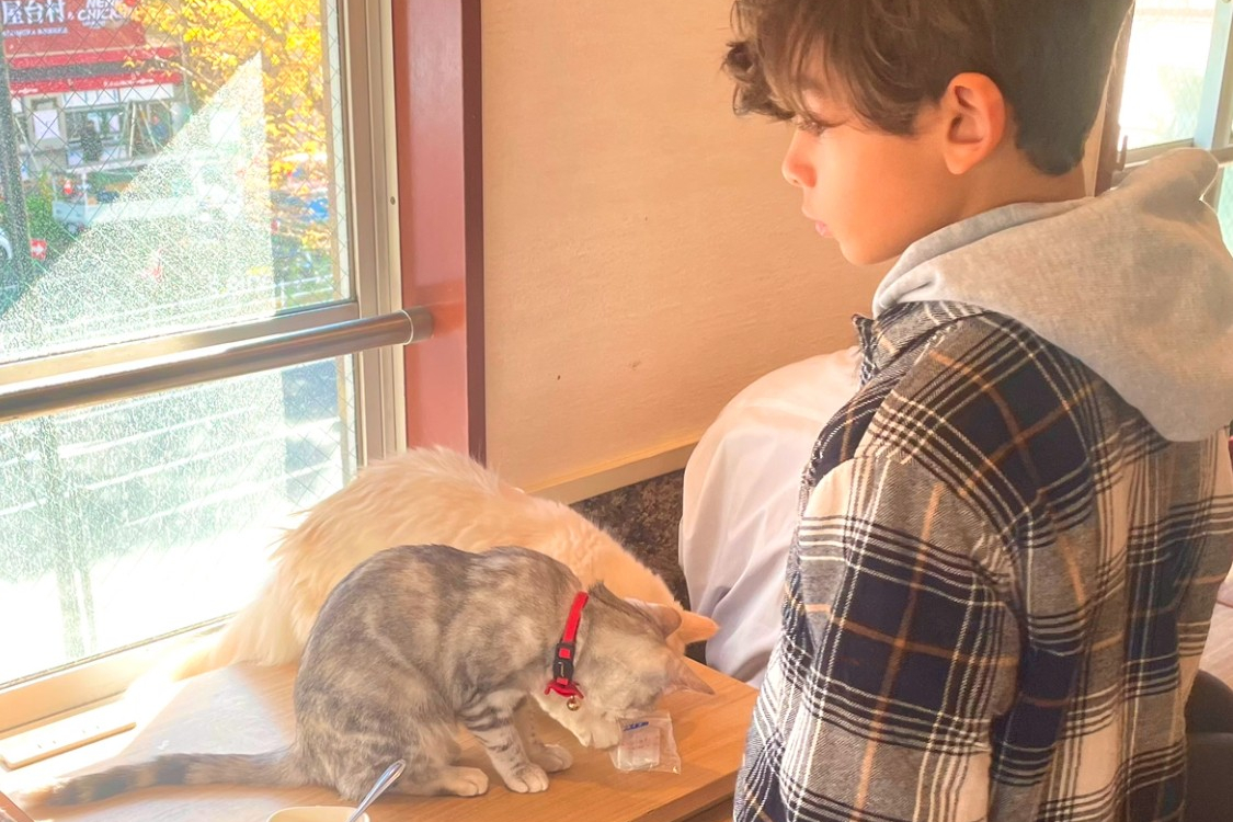 Gotokuji Cat temple, Shinjuku Cat cafe and 3D Cat tour