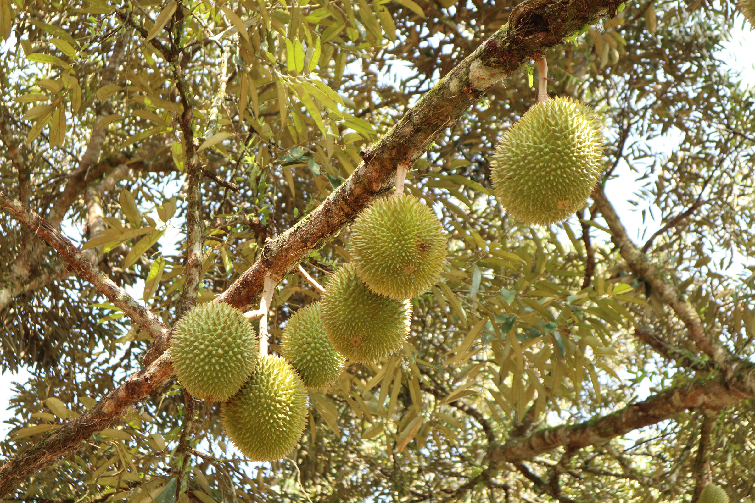 DurianBB Academy Tickets in Selangor 