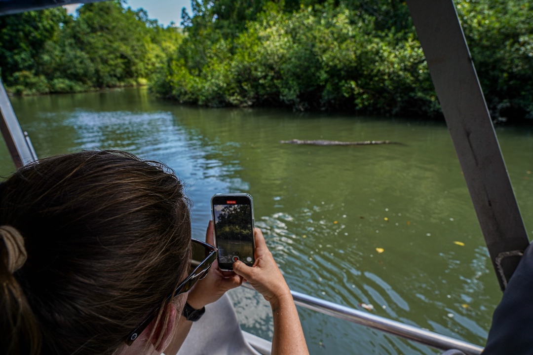 Daintree River Wildlife Cruise