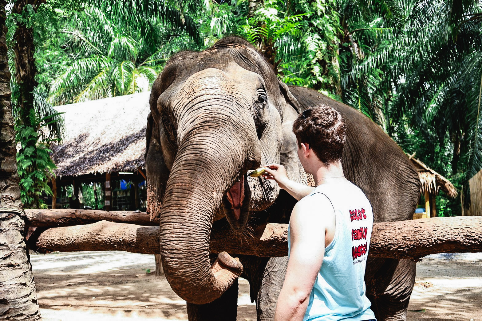 甲米大象保護區（Krabi Elephant Shelter）體驗