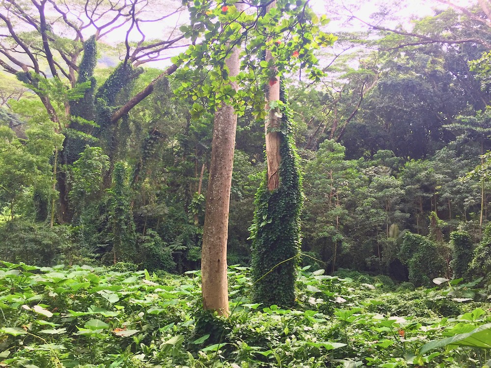 歐胡島馬諾阿瀑布徒步之旅