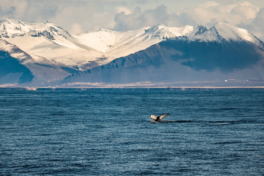 Whale Watching Experience from Reykjavik