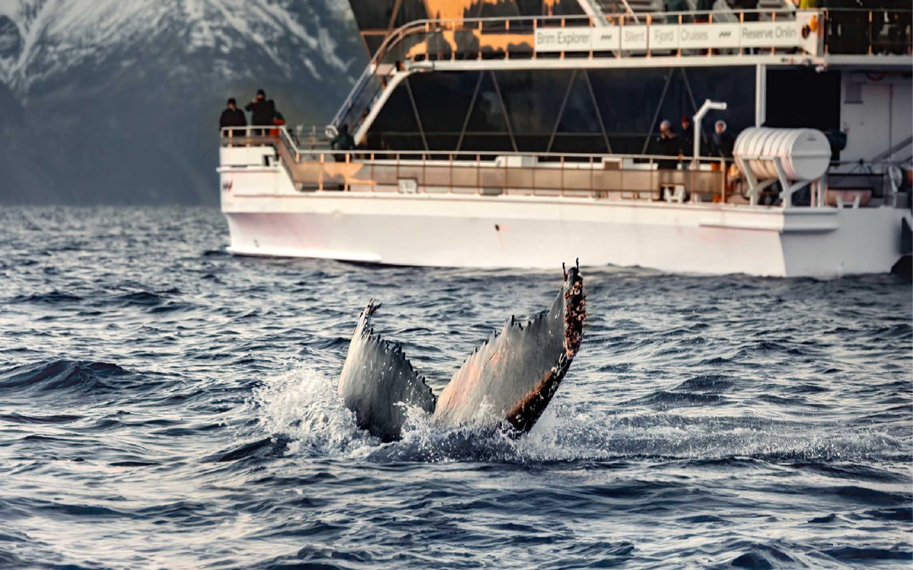 Skjervoy full-day whale watching tour from Tromso