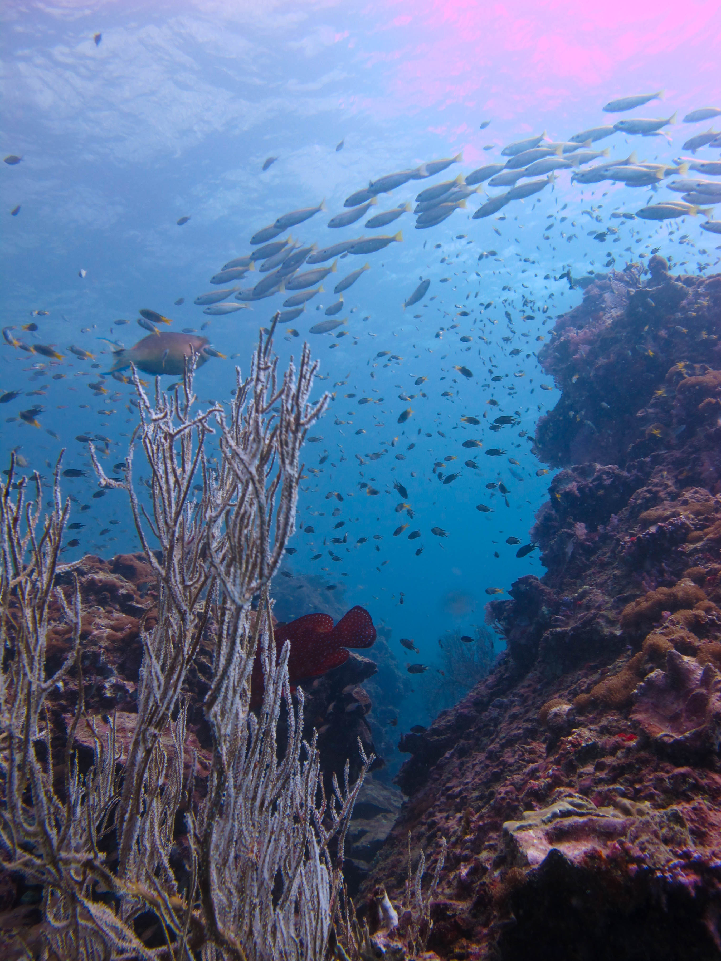 Morning Diving at Phi Phi Island with PADI 5 Star Dive Resort