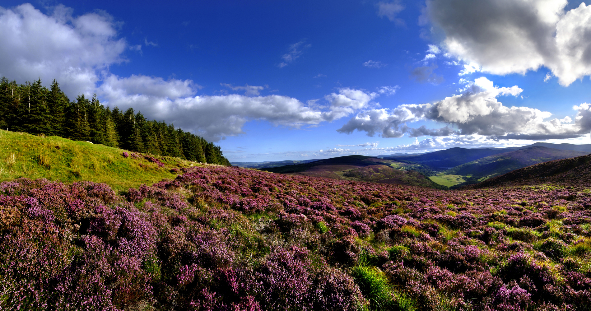 flowers and landscapes at wicklow mountains