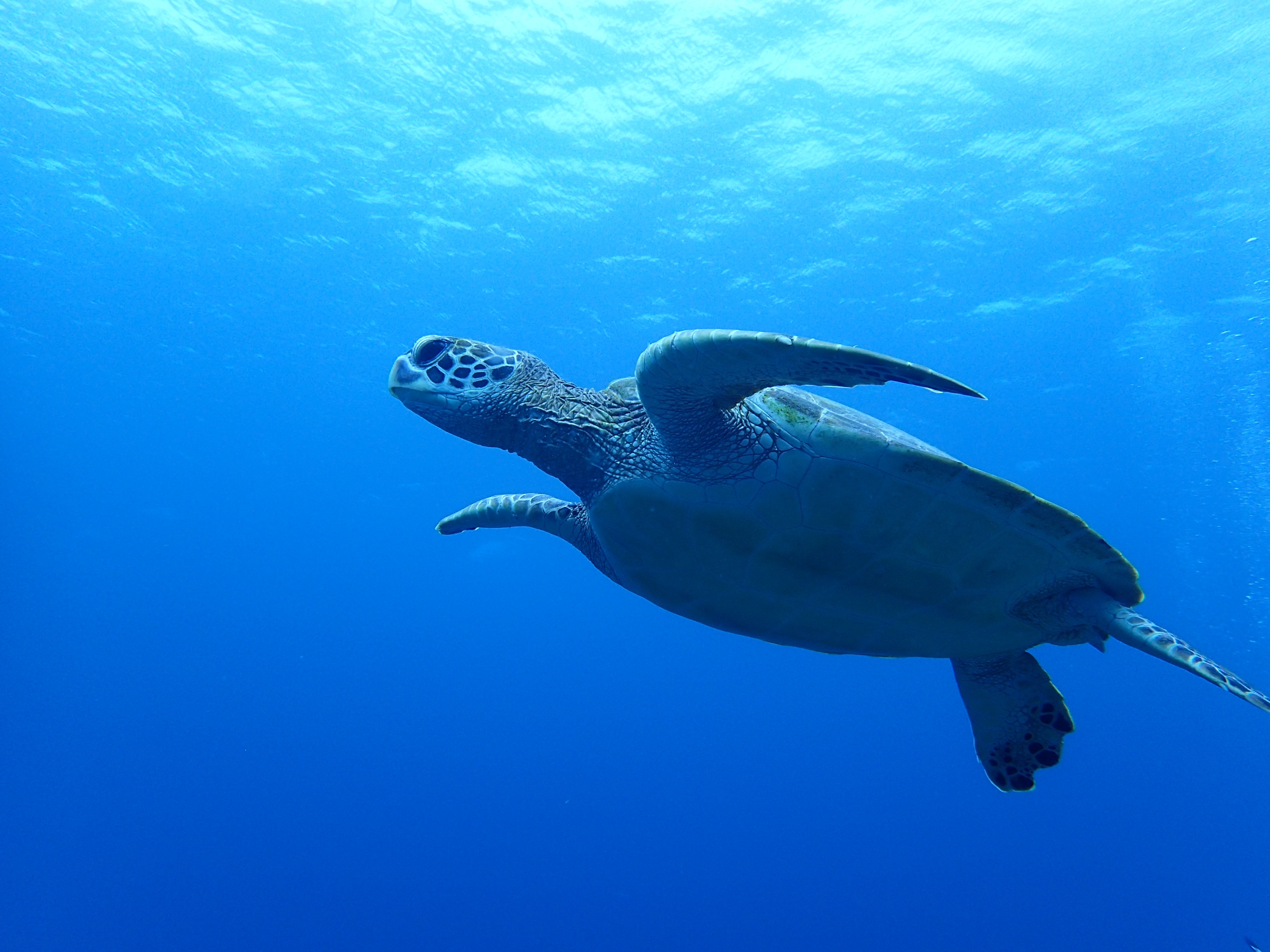 半日青の洞窟ウミガメシュノーケル体験（GoPro無料レンタル付き）（石垣島）