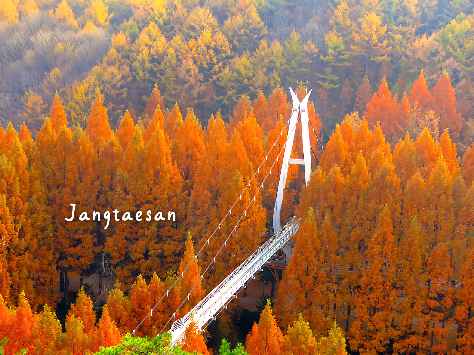 走進韓國最濃楓紅森林，感受被橘黃包圍的靜謐仙境。長泰山，真正壯觀的紅葉景點！ 水杉樹營造出令人驚嘆、難忘的秋季氛圍