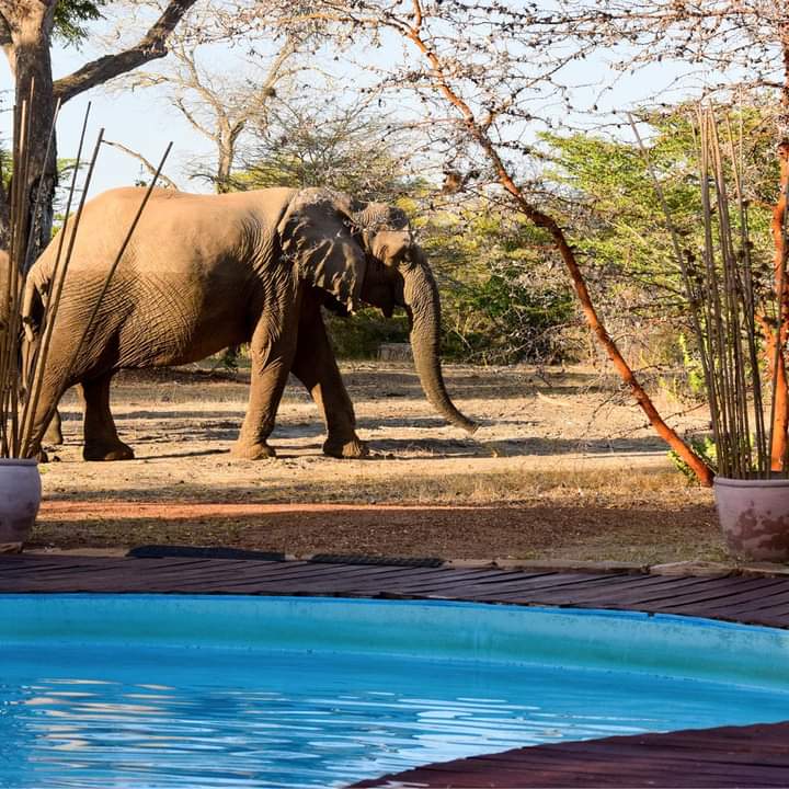 4-Day Kenya Classic Safari: Amboseli, Tsavo West & Tsavo East Tour