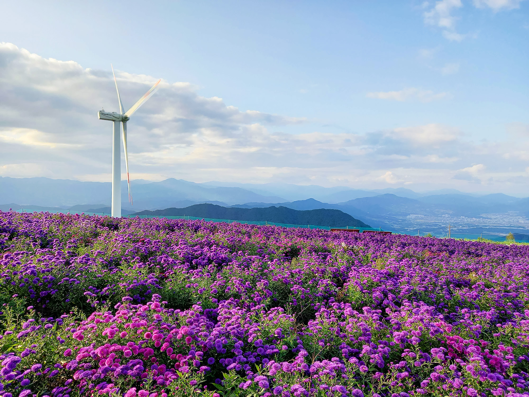 💜 正值花季，紺岳山瀰漫著迷人的紫色芬芳。