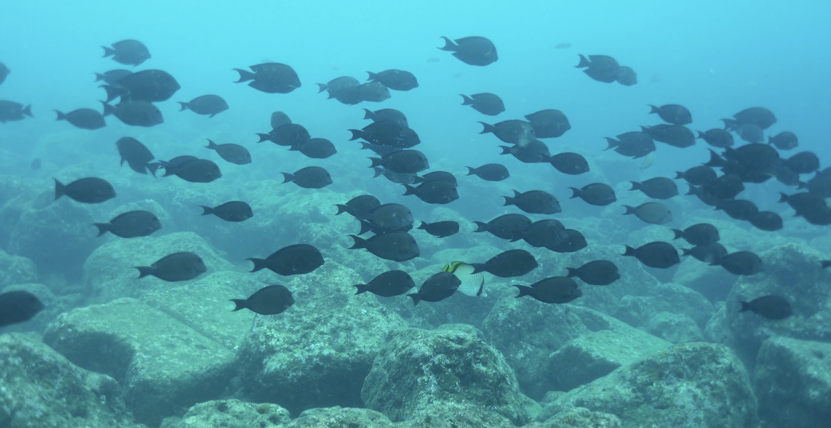 沖繩PADI開放水域潛水員體驗（PADI五星級IDC）