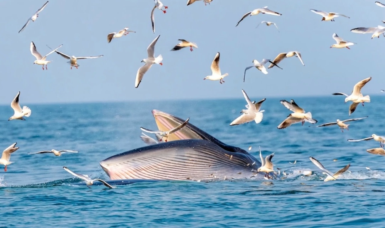 Киты в Бэйхае | Бэйхай + остров Вэйчжоу: наблюдение за китами, частный тур 5 дней 4 ночи