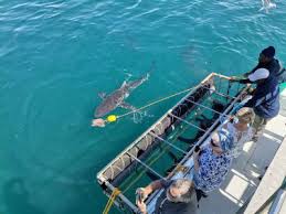 Shark Cage Diving including Transfer