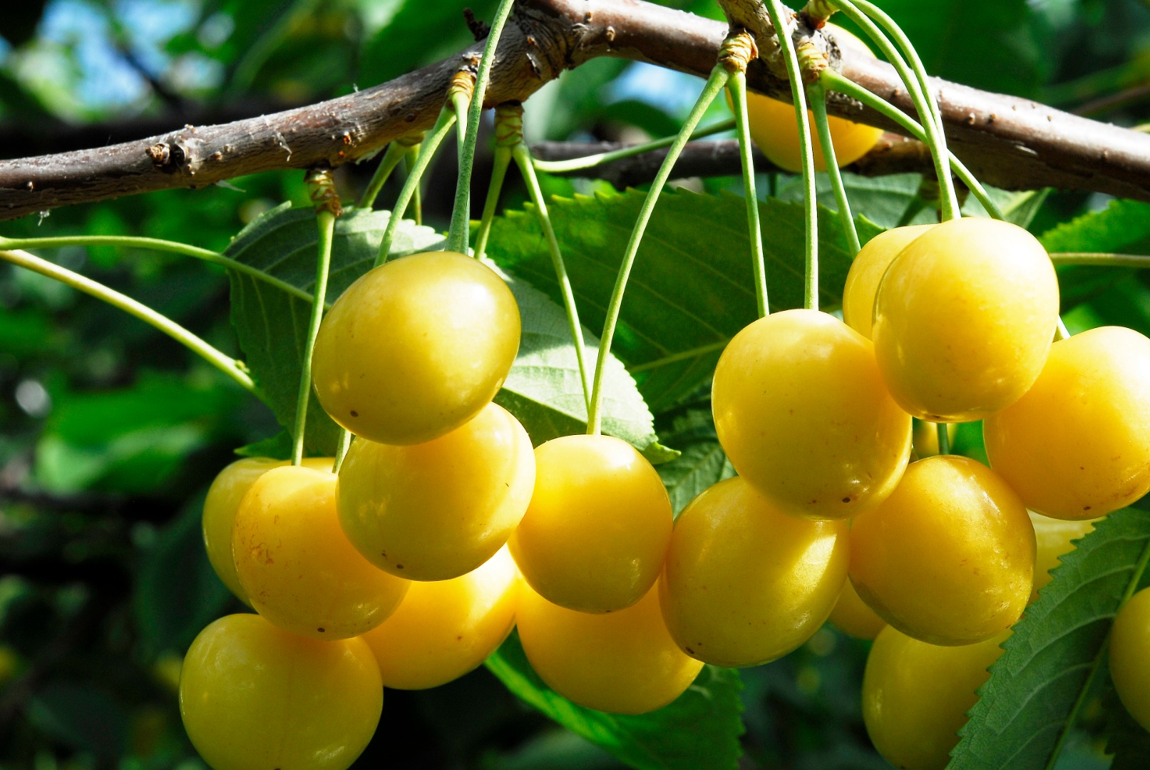 使用有機肥料，帶來安全、安心又美味的滋味