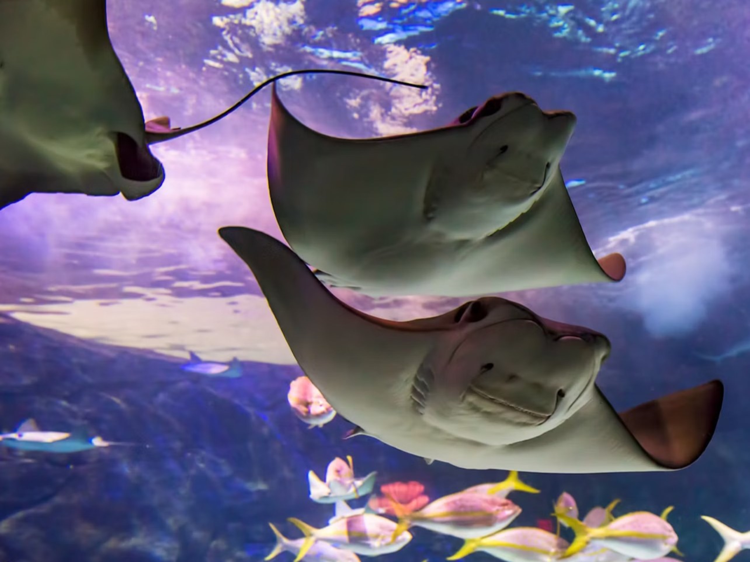 多倫多加拿大里普利水族館門票