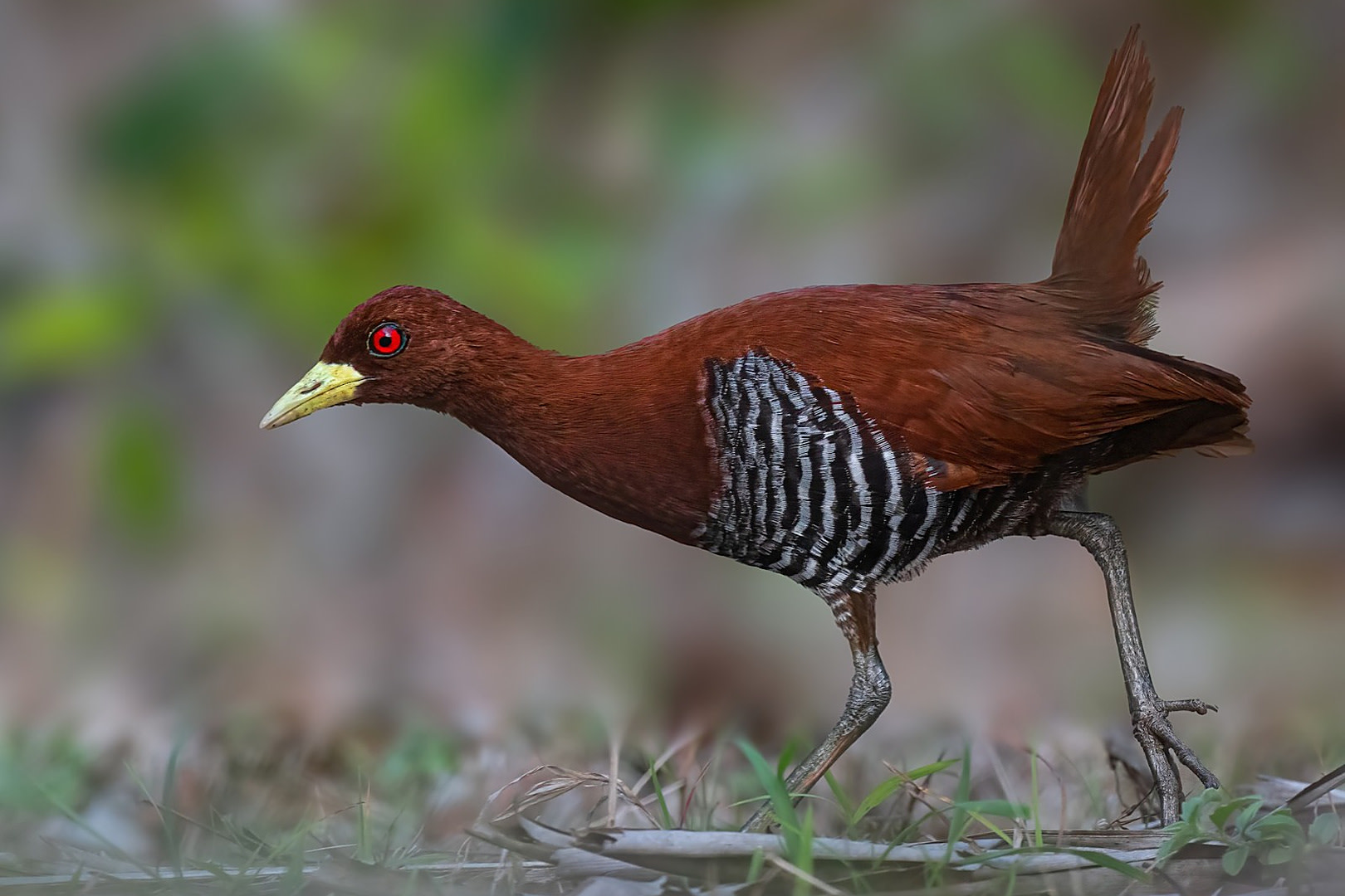 Bird Watching in Havelock Island with a Naturalist