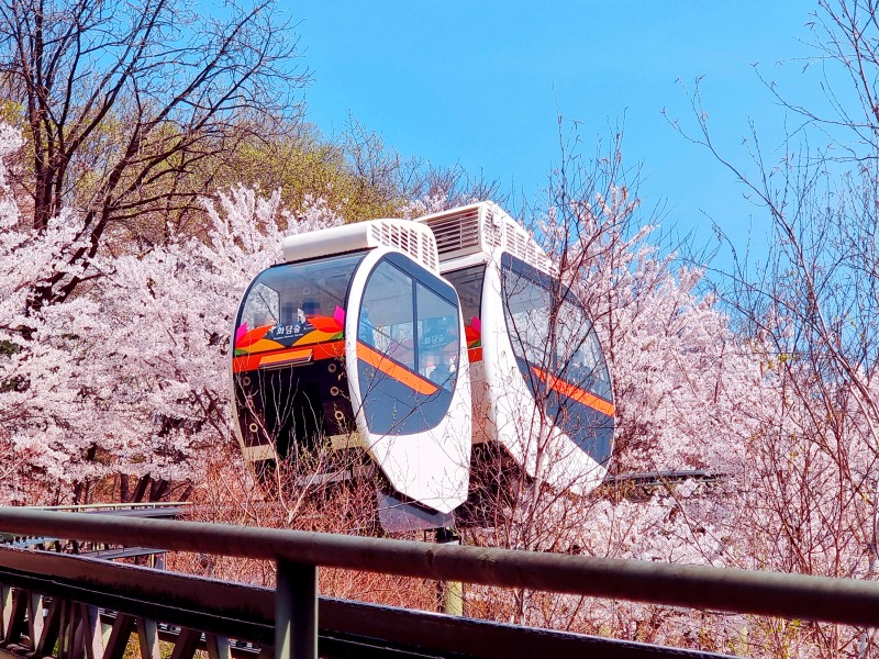 這座森林秉持著保育優先的原則設計，擁有精心規劃的步道、季節性景觀和風景優美的單軌列車，使其成為韓國最精緻的自然景點之一。