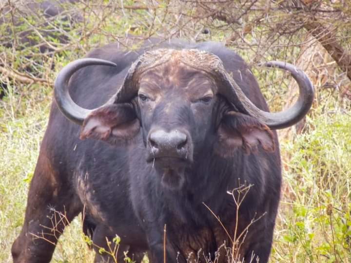 2 Days Lake Nakuru & Lake Naivasha Safari